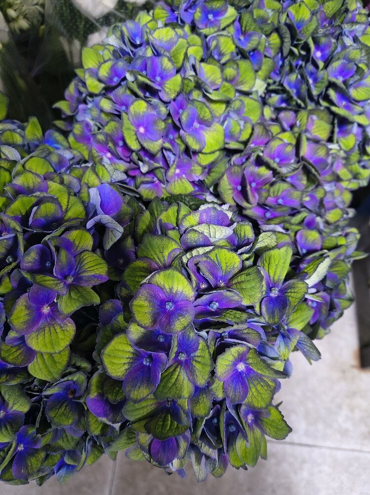 Flowers - 10