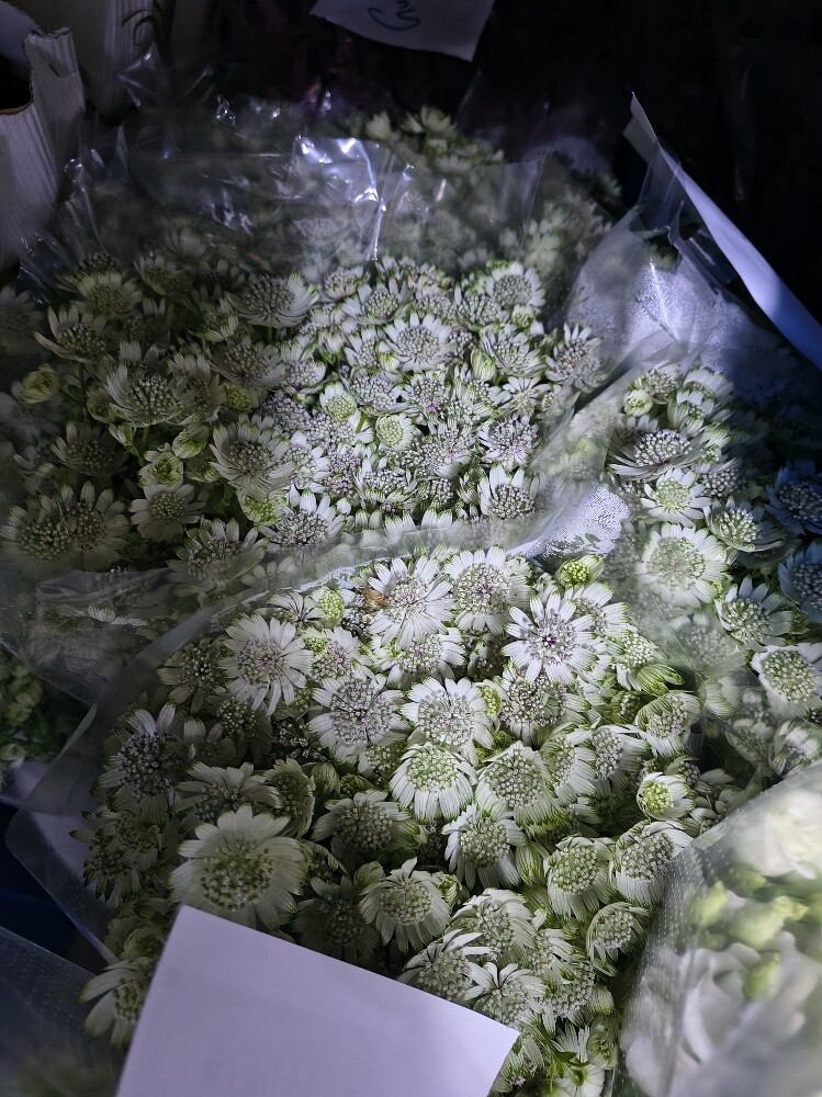Flowers - 8