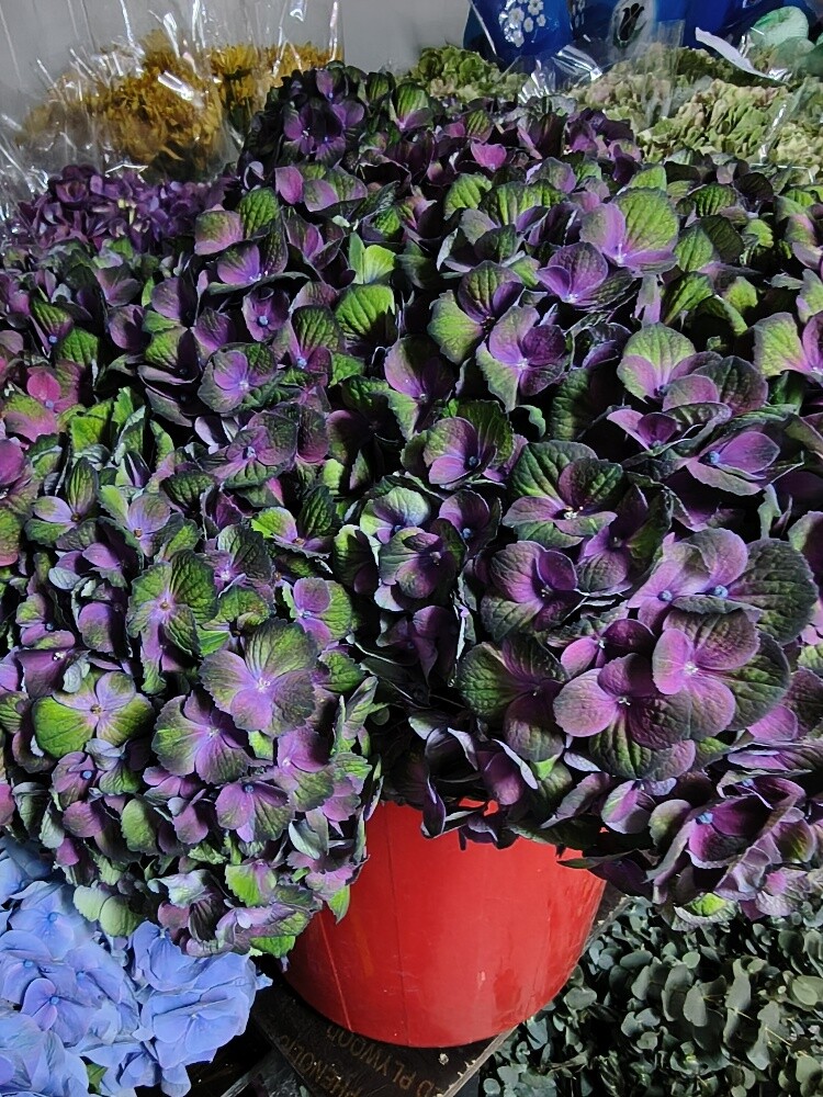 Flowers - 11