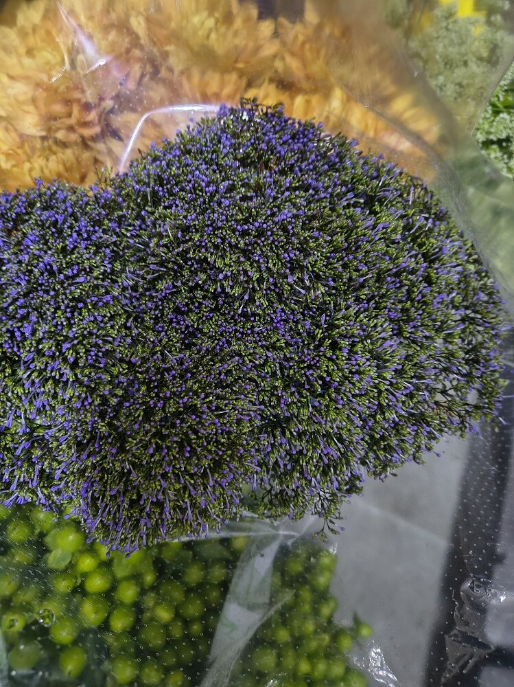 Flowers - 6