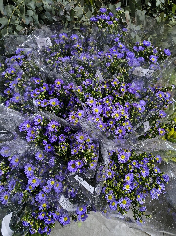 Flowers - 23
