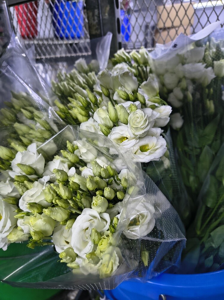 Flowers - 26