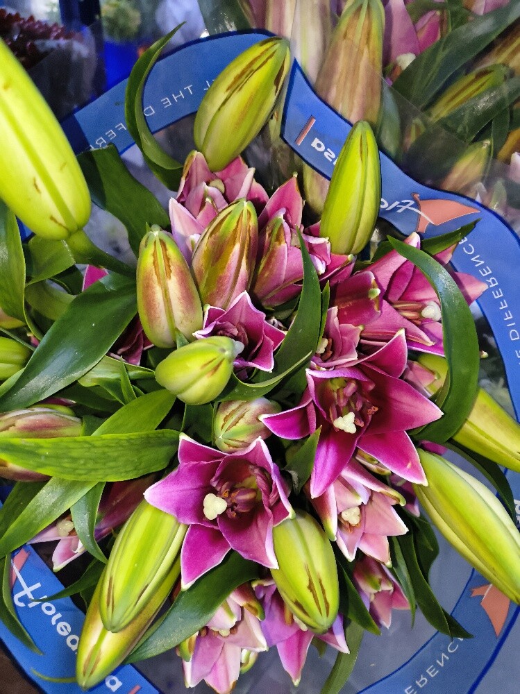 Flowers - 16