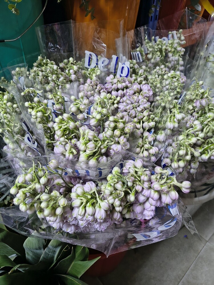 Flowers - 24