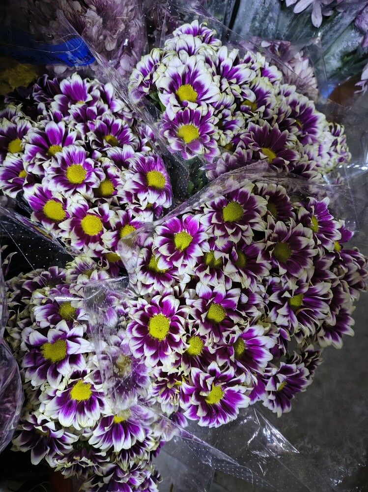 Flowers - 5