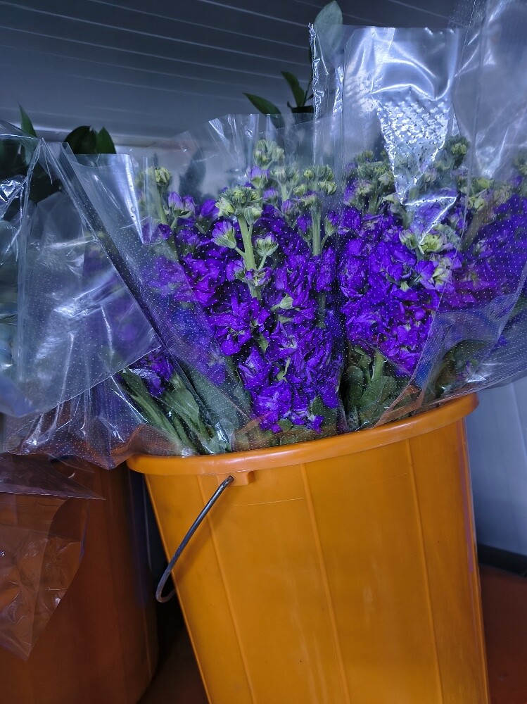 Flowers - 2