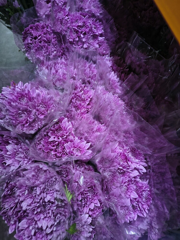 Flowers - 13