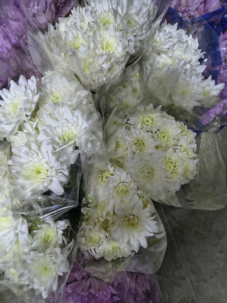Flowers - 19