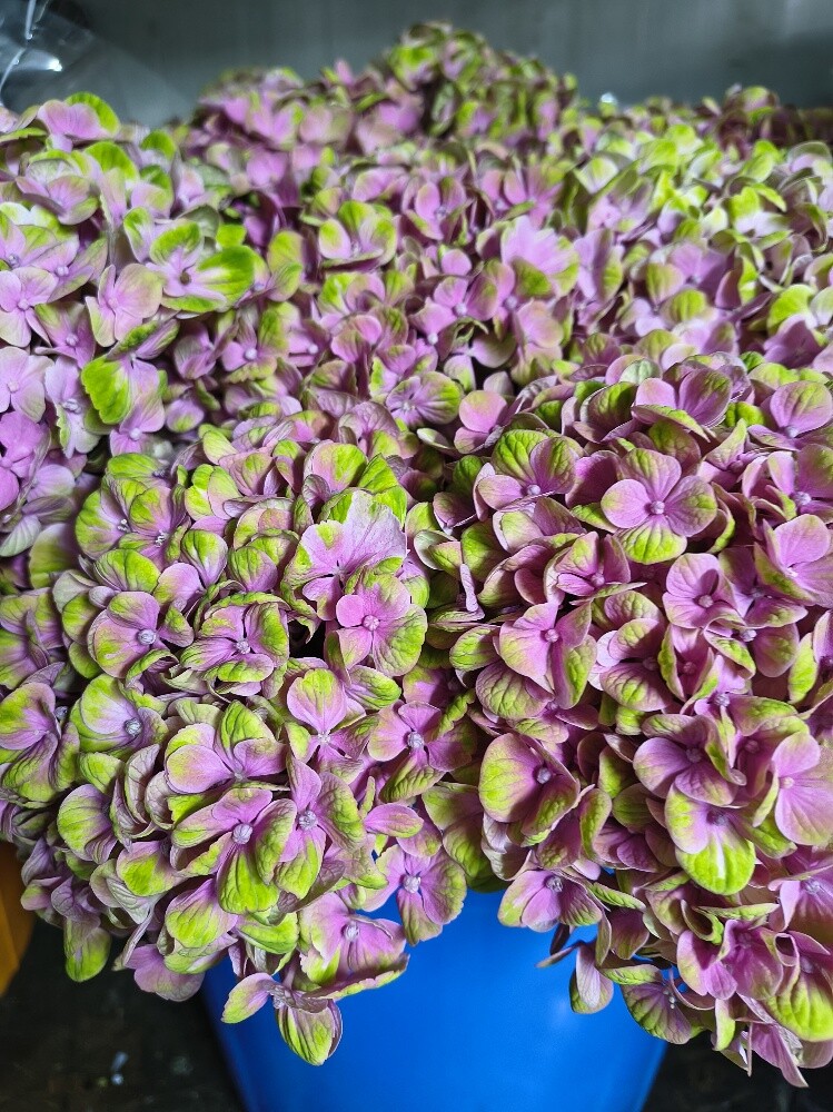 Flowers - 12