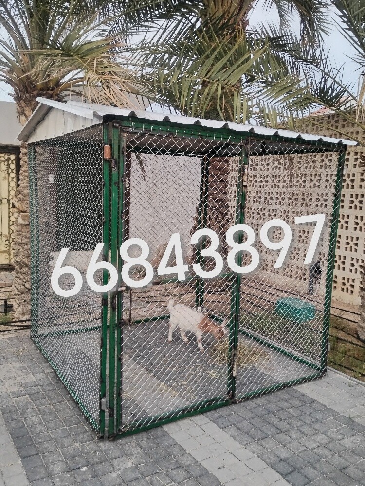 كلب قفاص - 1