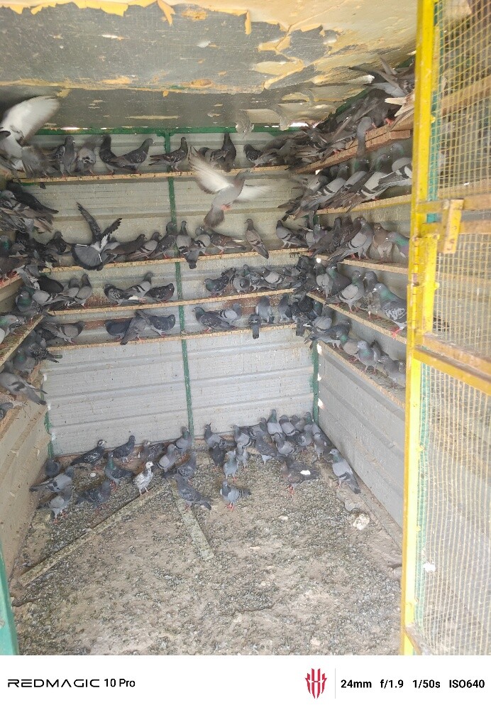pigeon for sell - 1