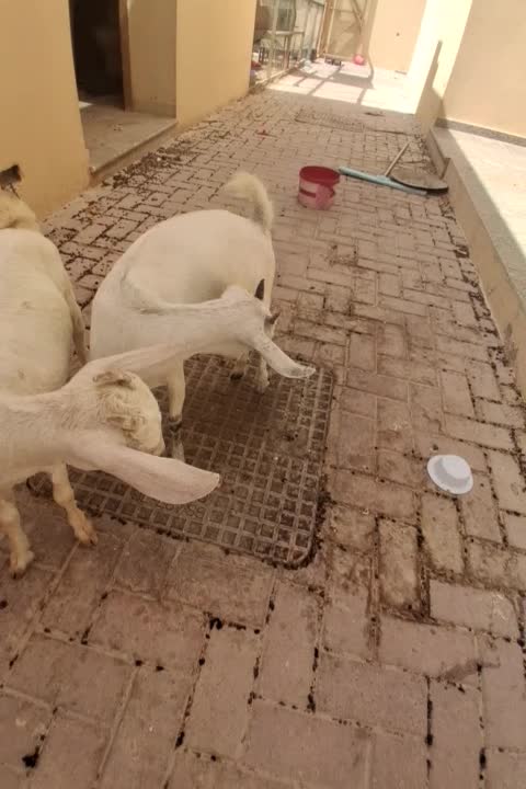 أغنام عمانية - 1