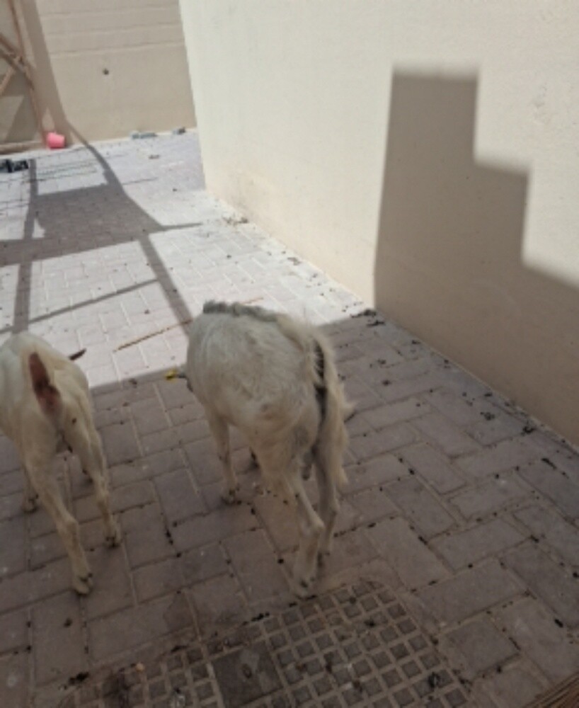 أغنام عمانية - 3
