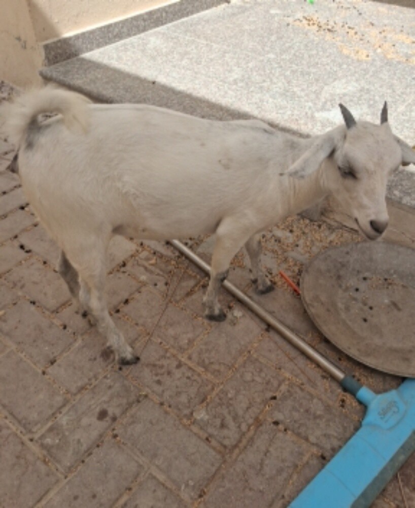 أغنام عمانية - 2
