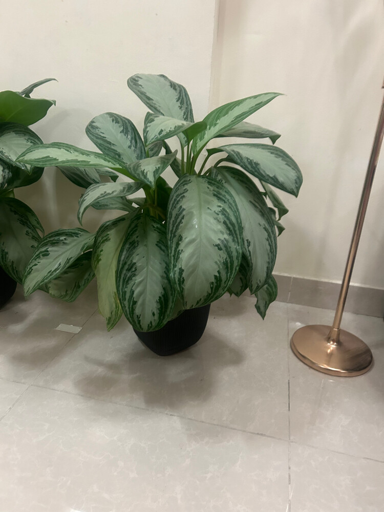 good condition  - 1