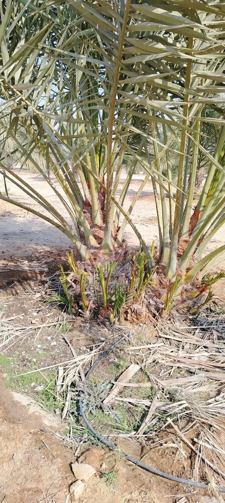 النخل - 3
