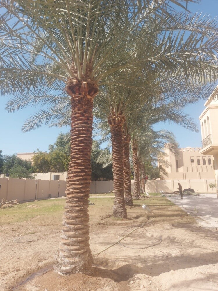 النخل - 2