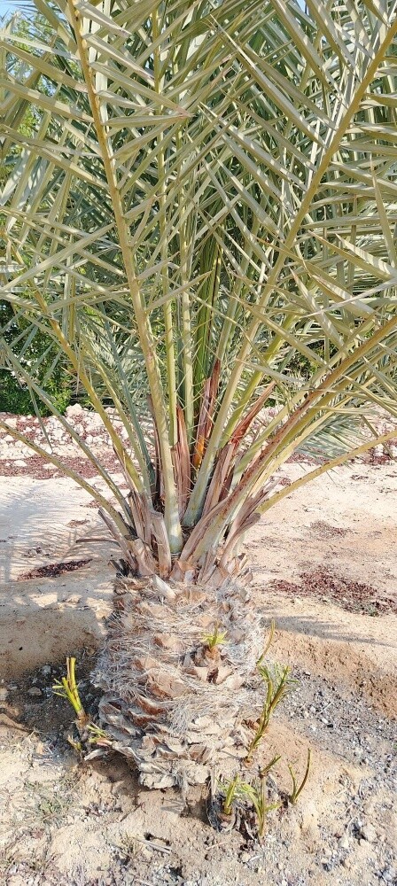 النخل - 6