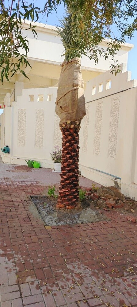 النخل - 5