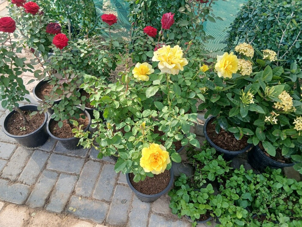 الورود - 1
