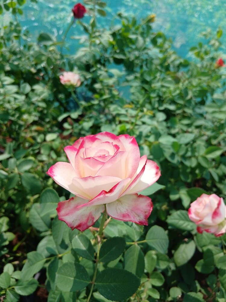 الورود - 2