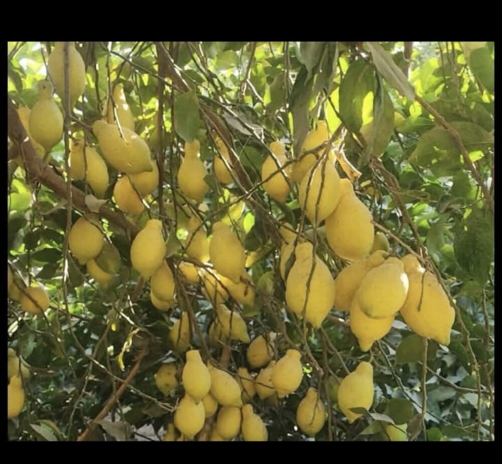 أعمال برك السمك - 1