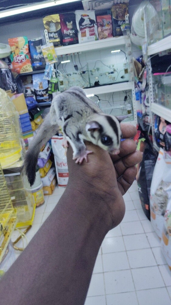 sugar glider - 1