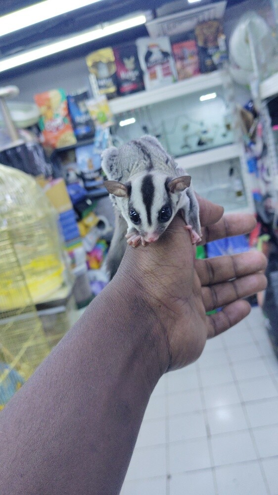 sugar glider - 3