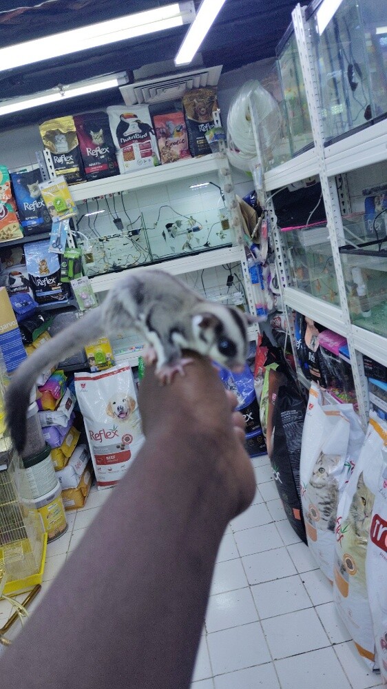 sugar glider - 2