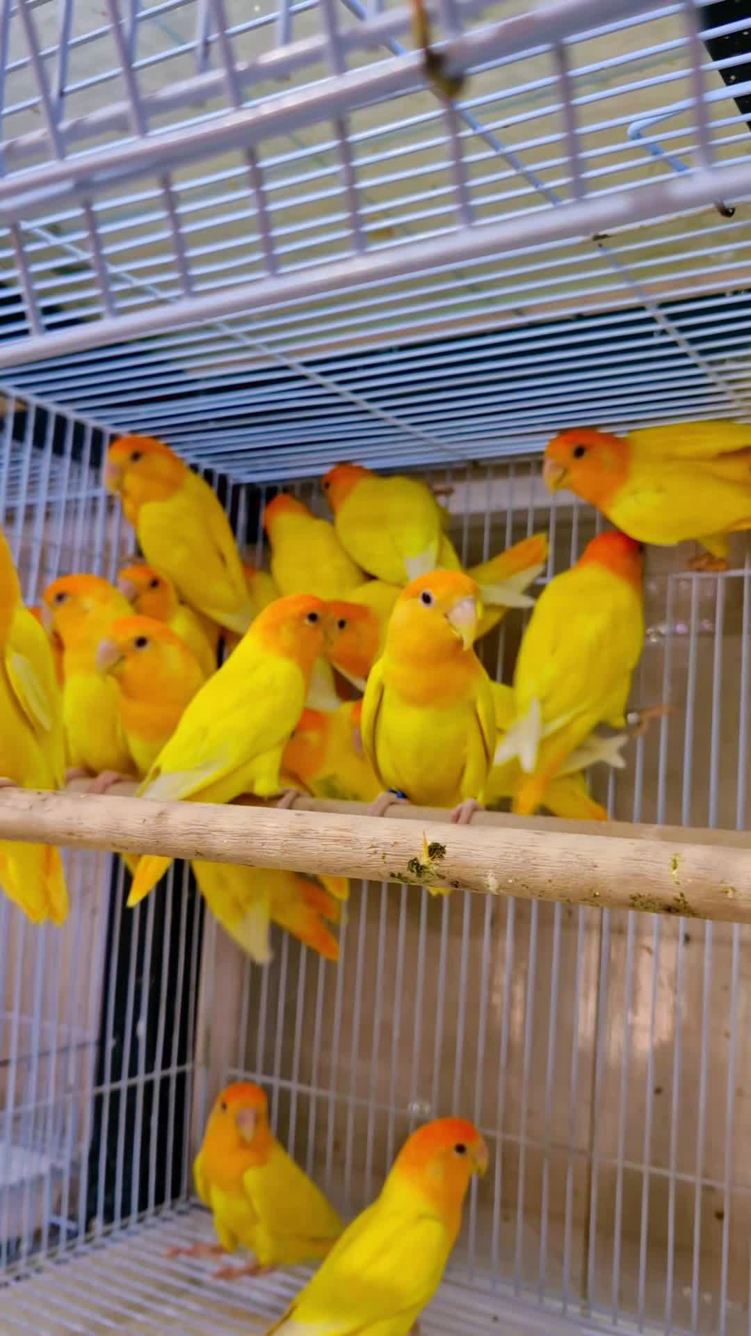 روز اوبلاين - 1