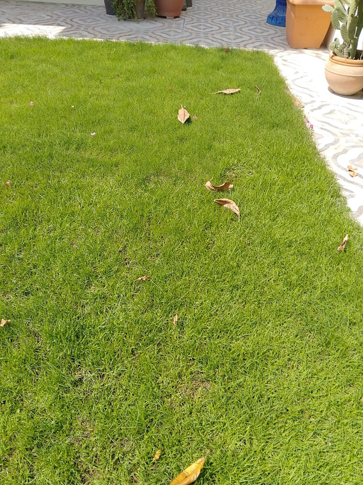 Gardening Services  - 7