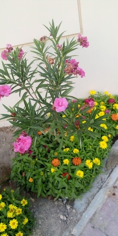 Gardening Services  - 26