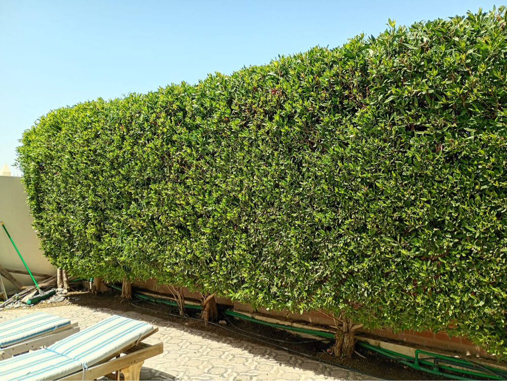 Gardening Services  - 11