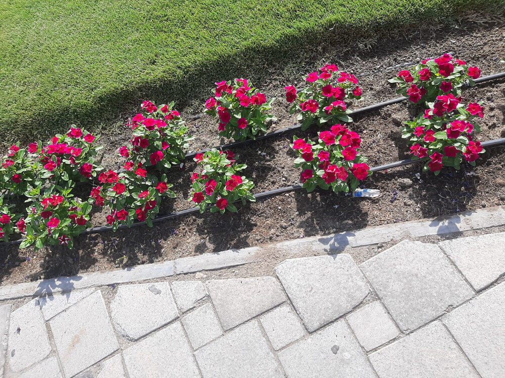 Gardening Services  - 20