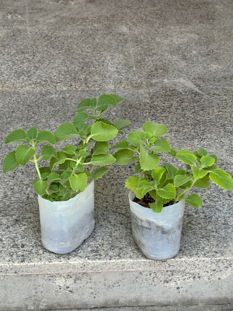 oregano 2 pots - 15 qr, - 2