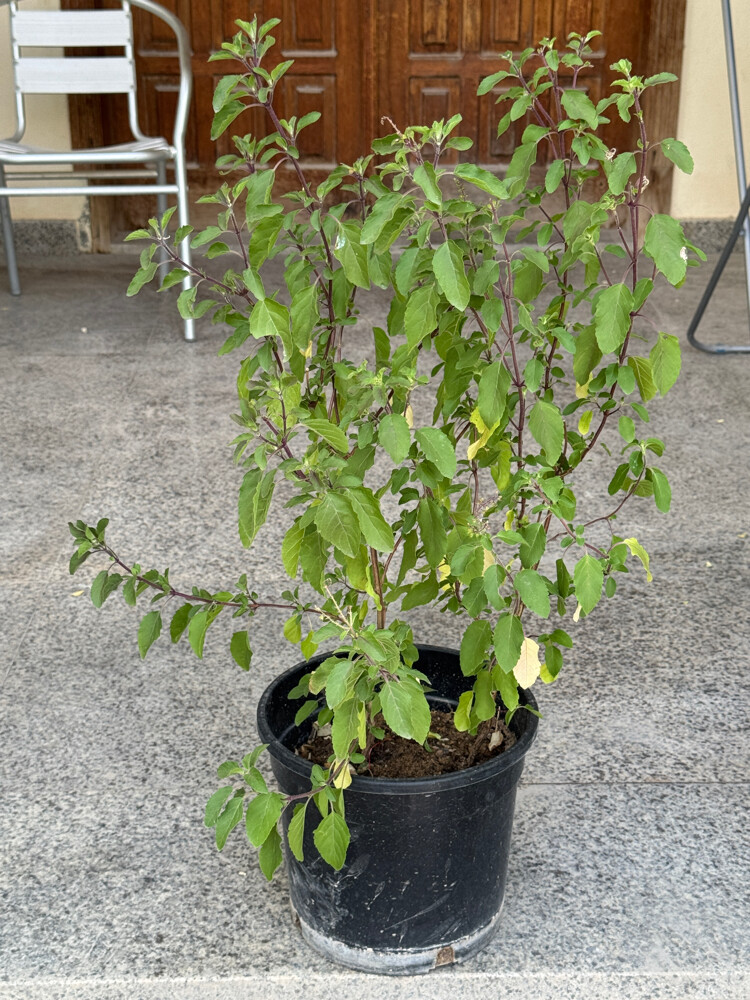 oregano 2 pots - 15 qr, - 1