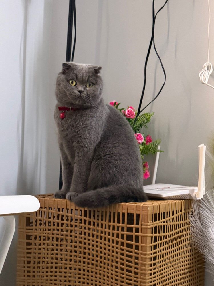 female cat with heat - 2
