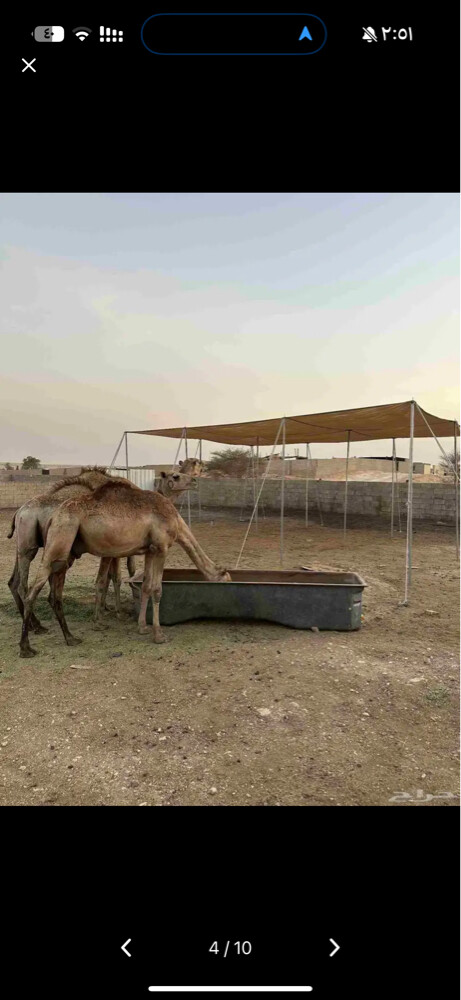 مظلات الغنم - 6