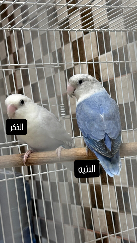 love bird  - 2