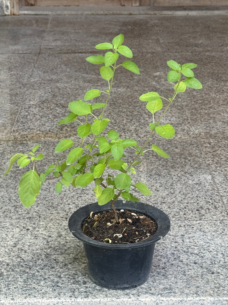 oregano 2 pots - 15 qr, - 3
