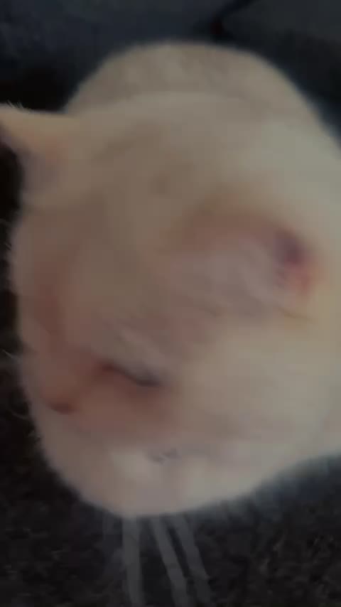 male cat for sale - 1