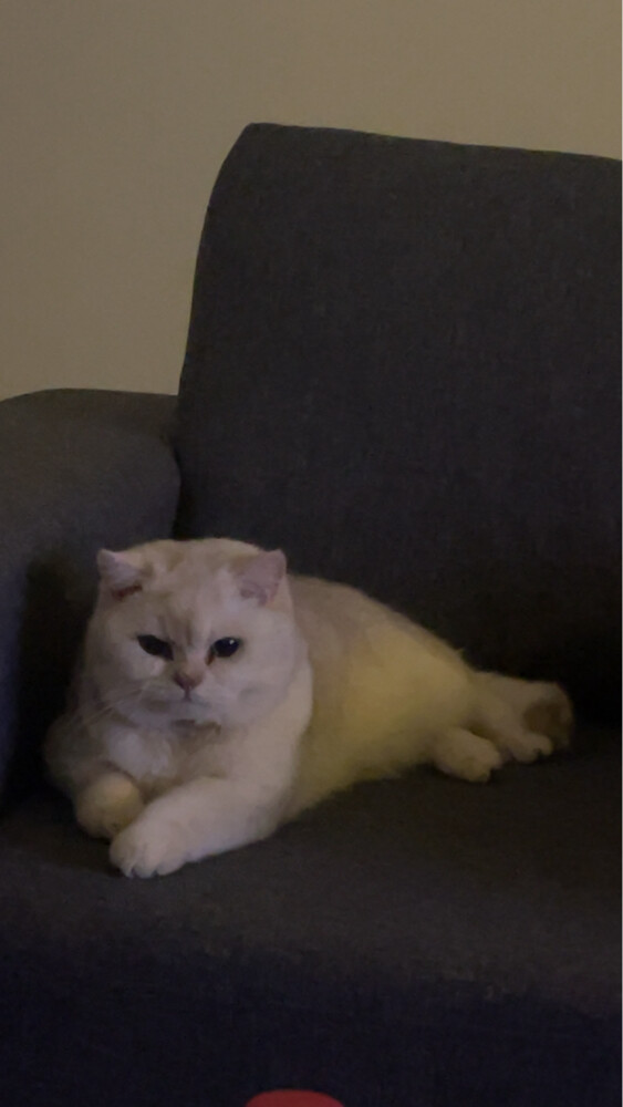 male cat for sale - 2