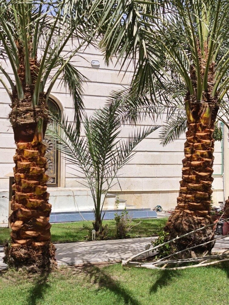 نخل للبيع - 1