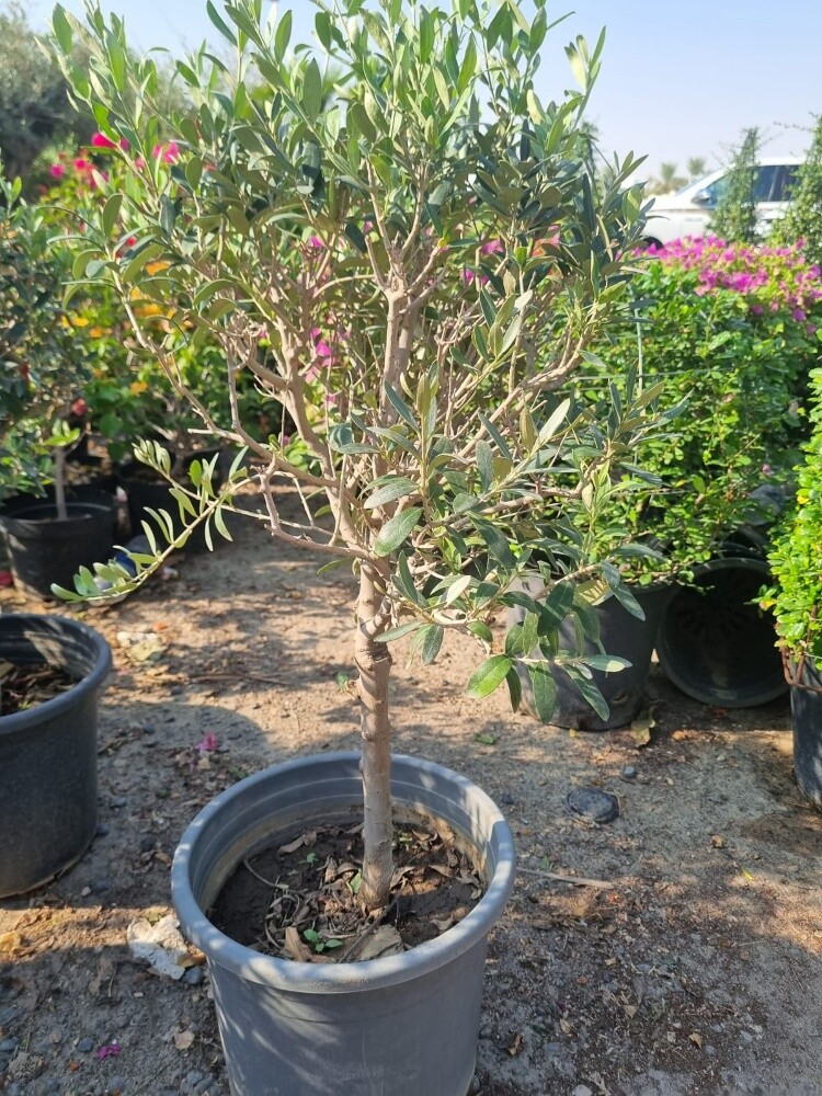 اشجار - 2