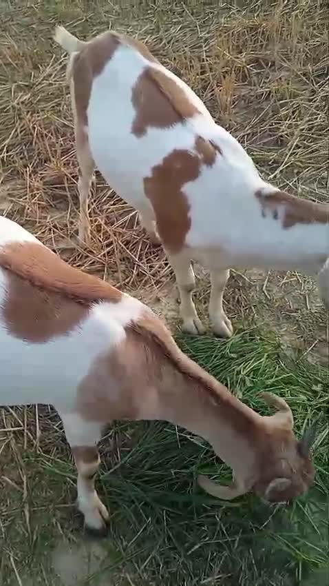غنم - 1