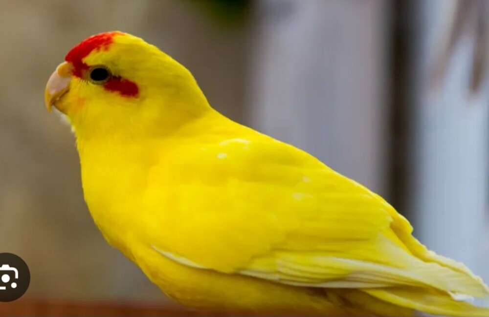 kakariki bird - 1