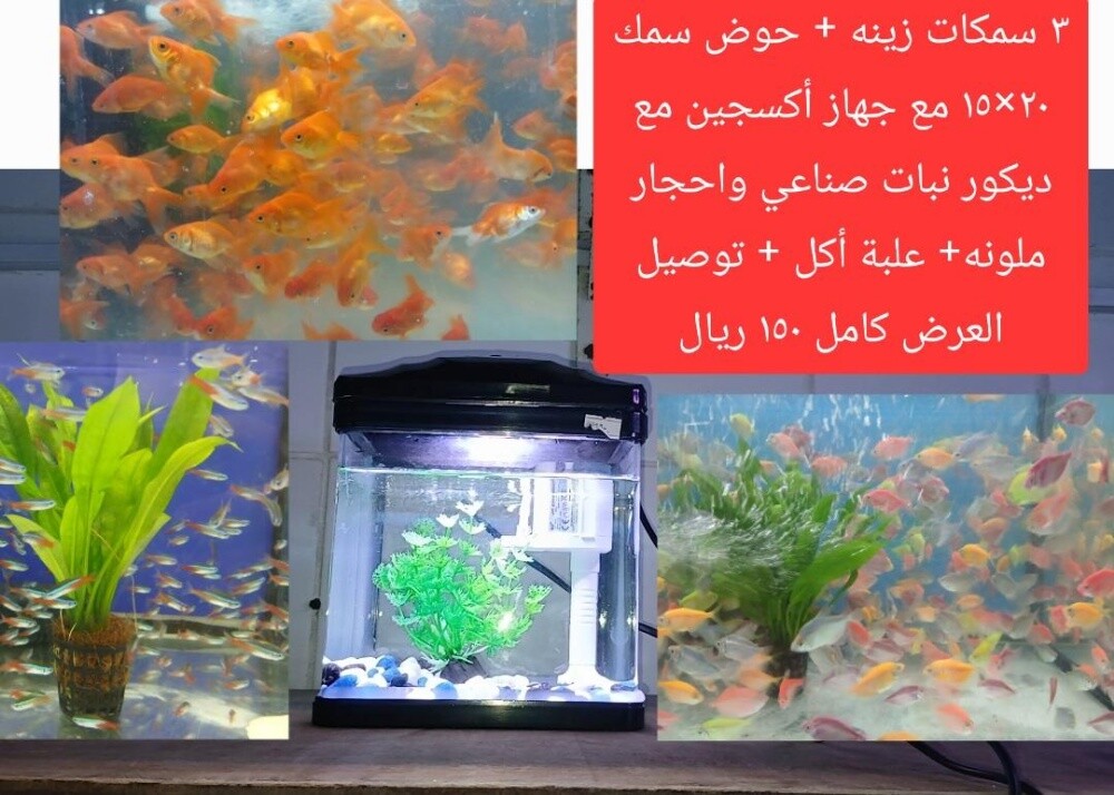 حوض سمك ٣ سمكات وأكل توصيل - 1