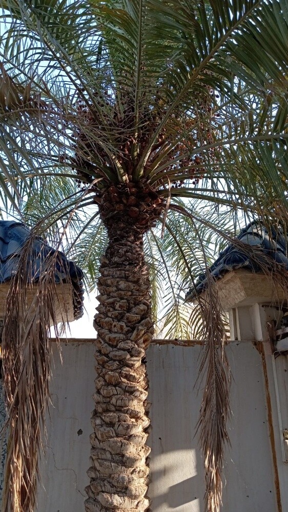 نقل النخيل وزراعته وقطع الأشجار - 3