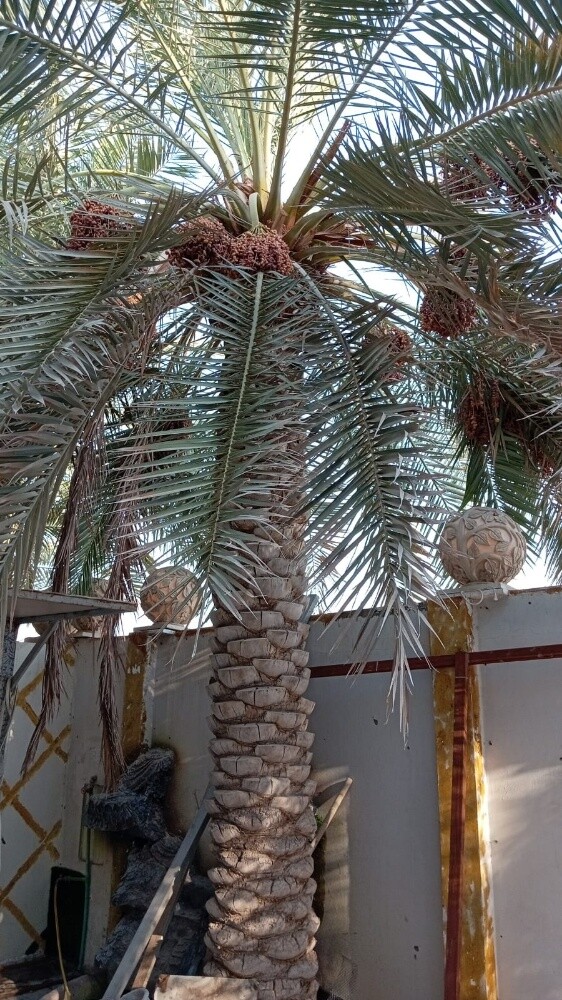 نقل النخيل وزراعته وقطع الأشجار - 2