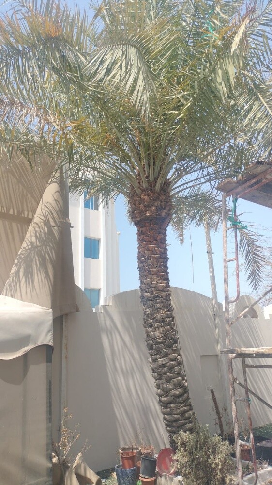 نقل النخيل وزراعته وقطع الأشجار - 4
